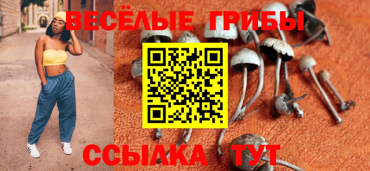 Псилоцибиновые грибы мицелий  Вход с VPN  Избербаш 